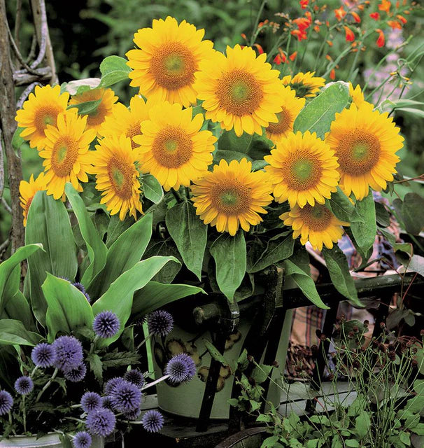Sunflowers Sunrich Gold WCS Seeds