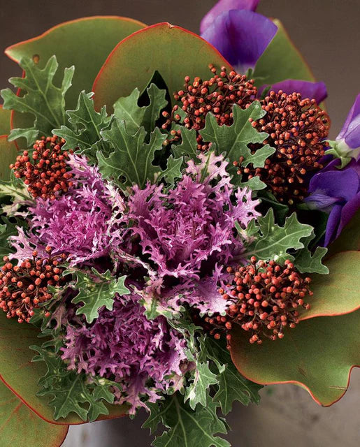 Kale Crane Feather Queen WCS Seeds