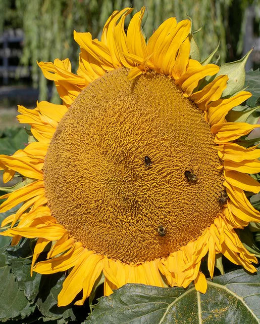 Wildflower Bumble Bee Blend WCS Seeds SM