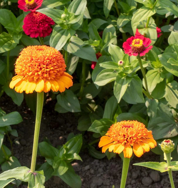 Zinnia Orange Cupcake WCS Seeds