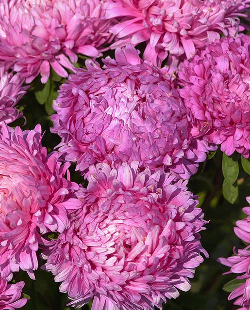 Aster King Size Rose WCS Seeds