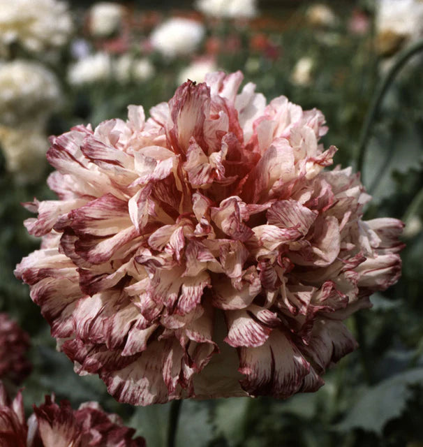 Poppy Flemish Antique Peony WCS Seeds