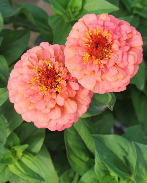 Zinnia Oklahoma Salmon WCS Seeds