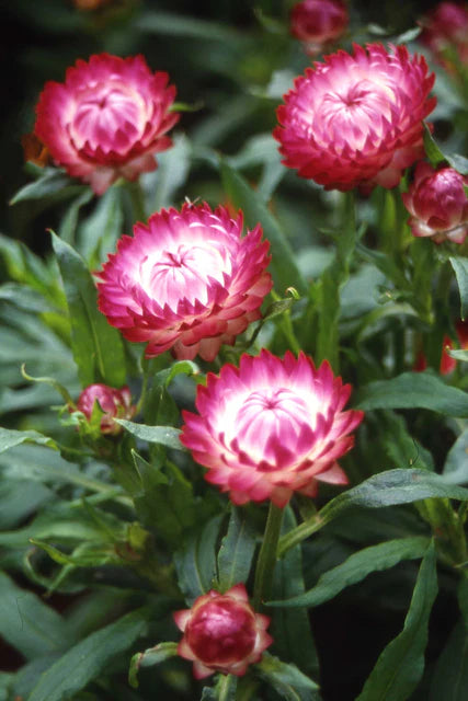 Strawflower Bright Rose WCS