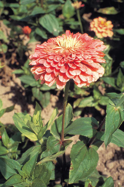 Zinnia Benary's Giant Salmon Rose WCS Seeds