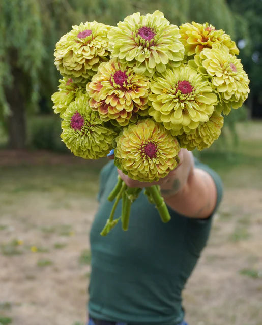 Zinnias Queeny Lime with Blotch WCS Seeds