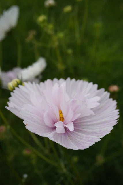 Cosmos Cupcake Blush WCS Seeds