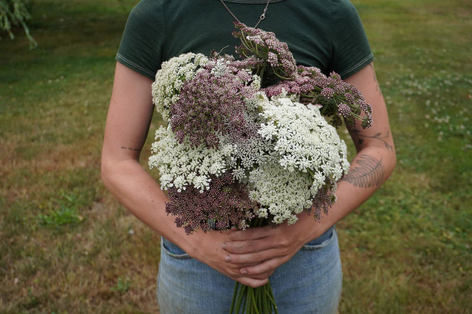 Daucus (Ammi) Purple Kisses WCS Seeds