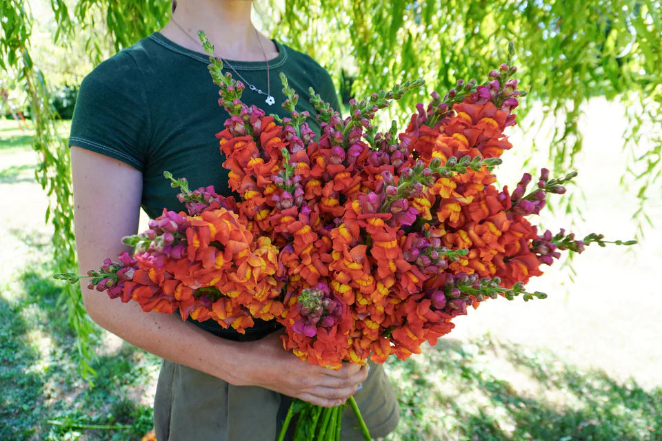 Snapdragon Potomac Dark Orange WCS Seeds