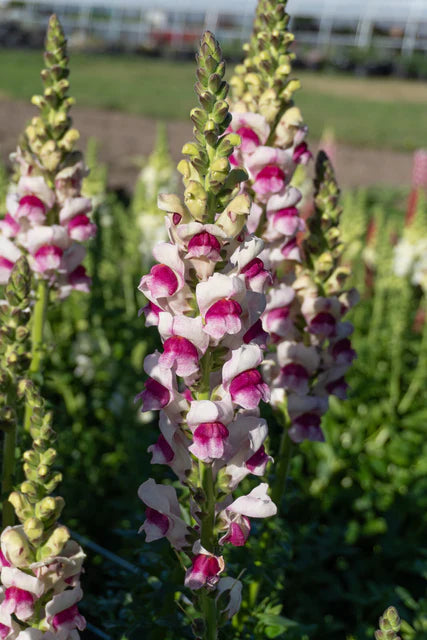 Snapdragon Potomac Plumblossom WCS Seeds