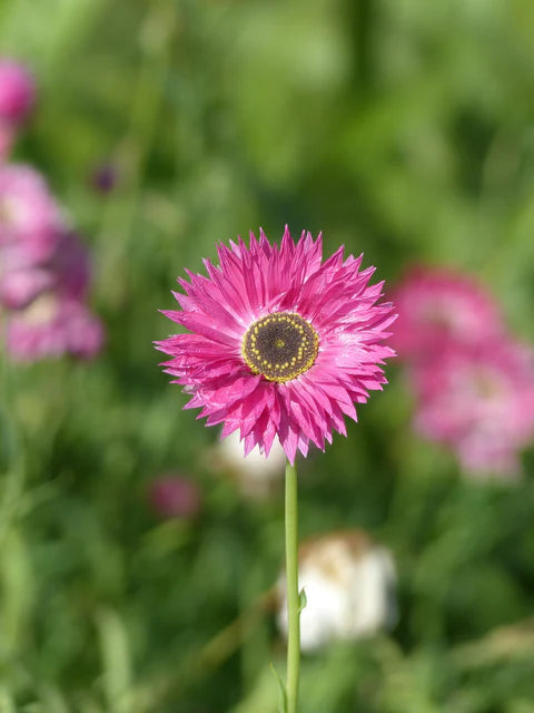Helipterum Pierrot Red WCS Seeds