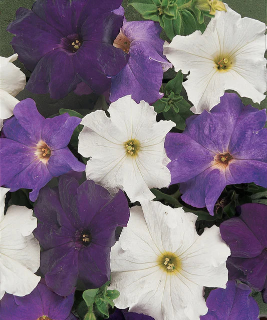 Petunia Dreams Waterfall Mix Pelleted WCS Seeds