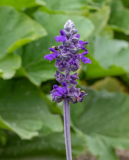 Salvia Big Blue WCS Seeds