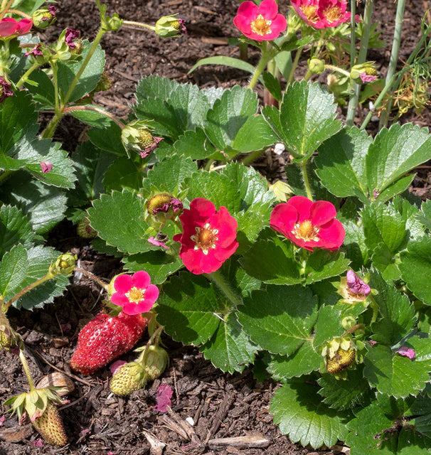 Strawberry Rose Galore WCS Seed
