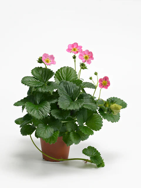 Strawberry Hot Pink Berri Basket WCS Seed