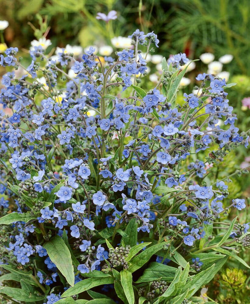 Cynoglossum Forget Me Not OSC Seed