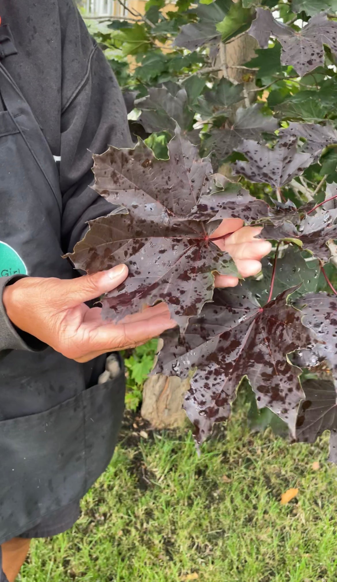 Prairie Splendor Norway Maple 7G