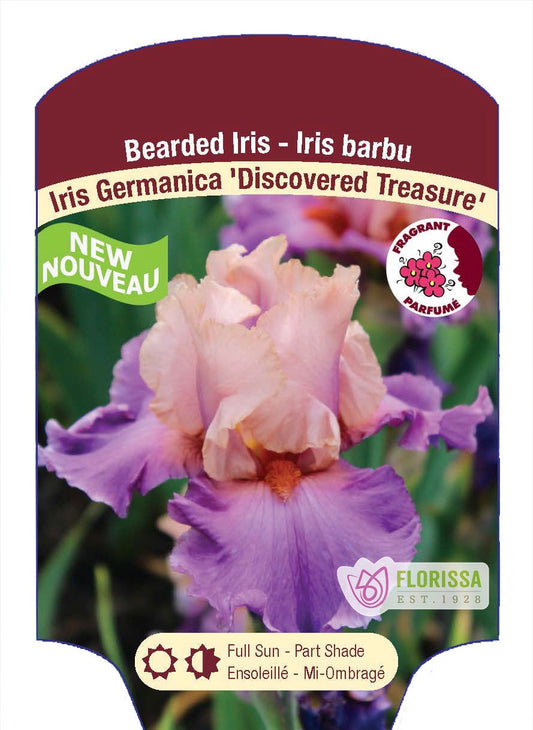 Iris Discovered Treasure Bearded - Plant Plug