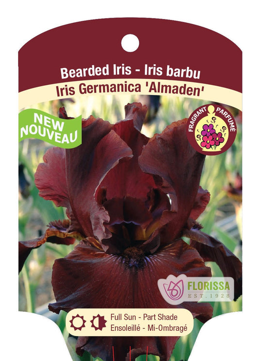 Iris Almaden Bearded - Plant Plug