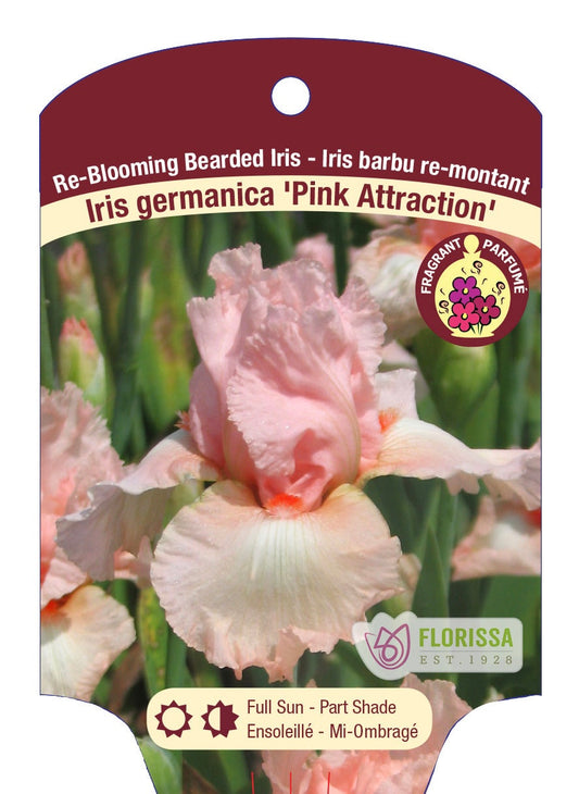 Iris Pink Attraction Bearded - Plant Plug