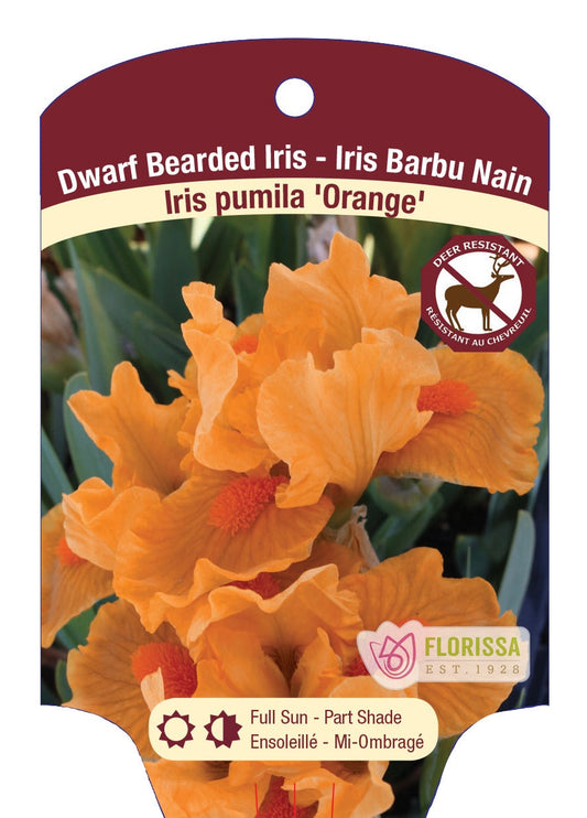Iris Orange Pumila- Plant Plug