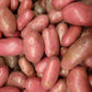 Potato Seed French Fingerling