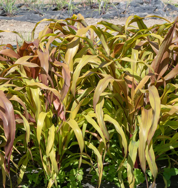 Grass Ornamental Copper Prince WCS Seeds