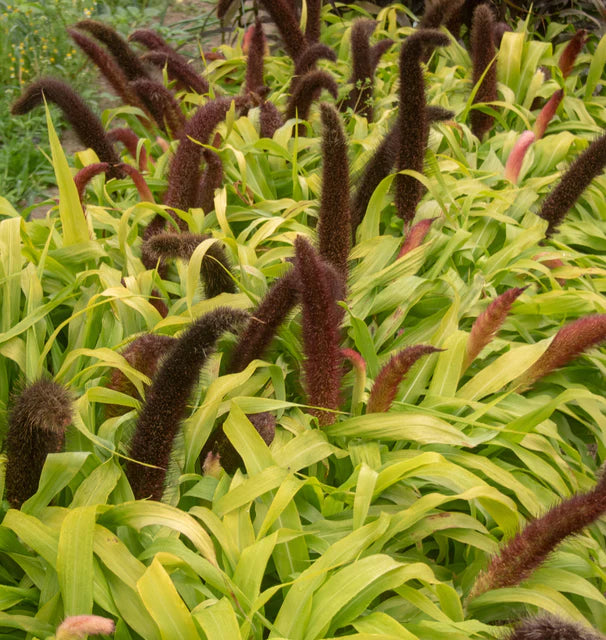 Grass Ornamental Jade Princess WCS Seeds