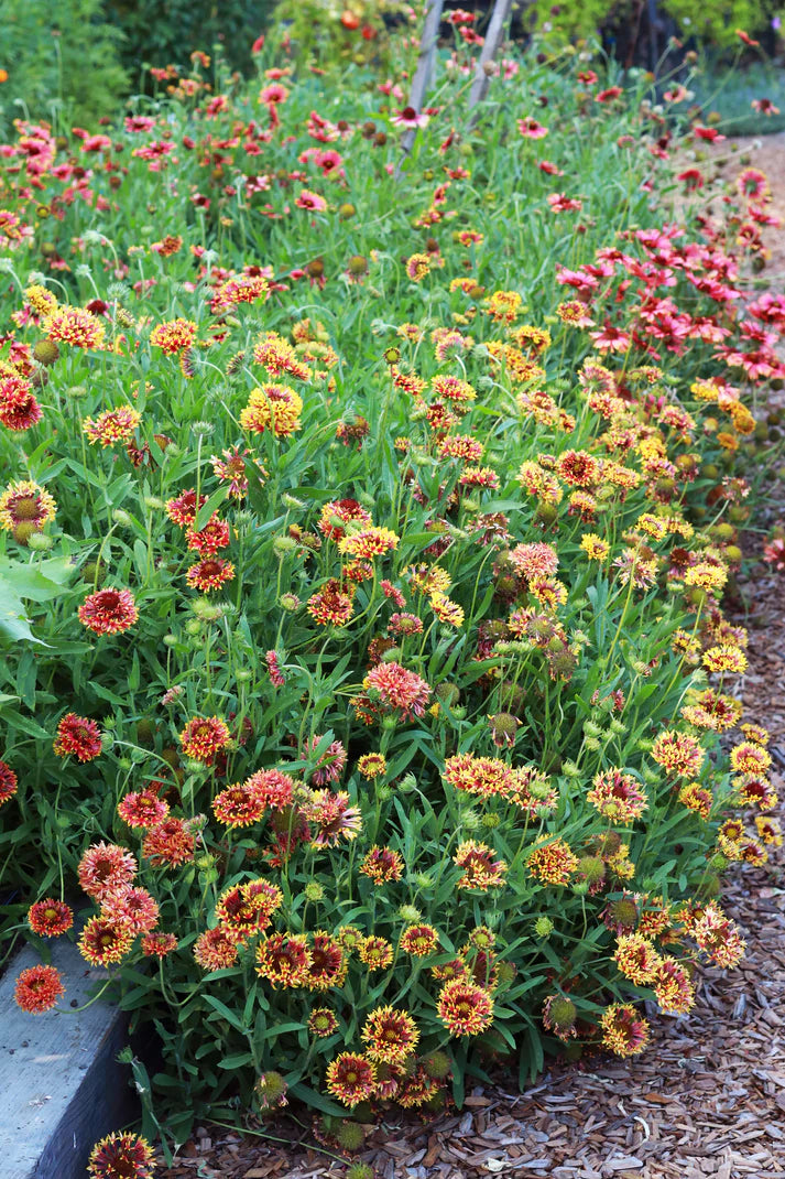 Gaillardia Double Whirligig