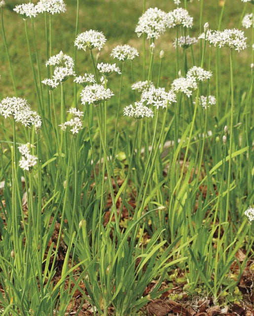 Chives Garlic WCS Seeds