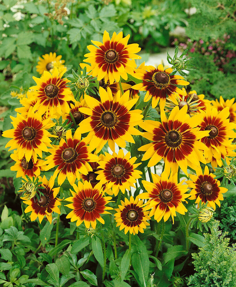 Gloriousa Daisy OSC Seed
