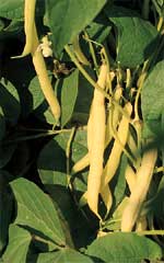 Bean Golden Wax Bush OSC Seed