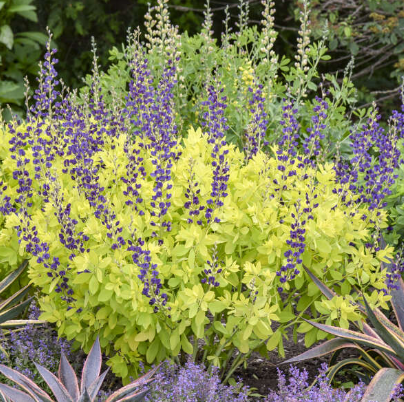 Golden Anniversary False Indigo 1G