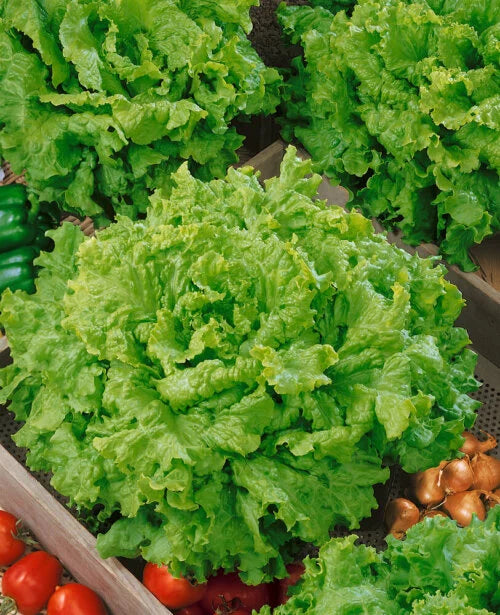 Lettuce Grand Rapids OSC Seed
