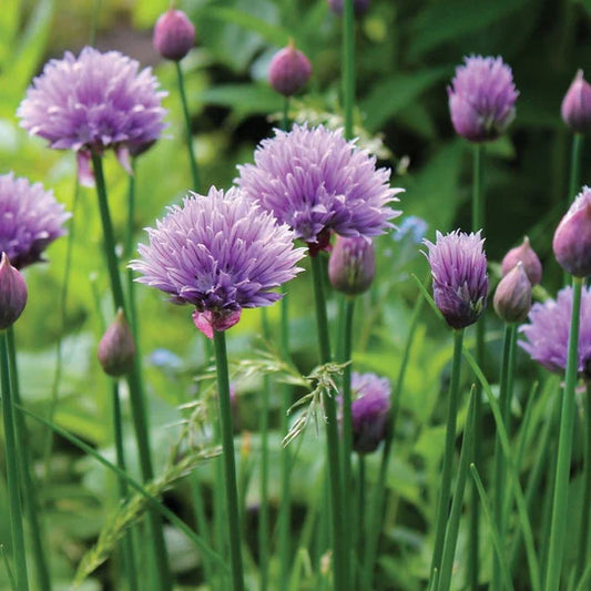 Chives MIgardener Seed