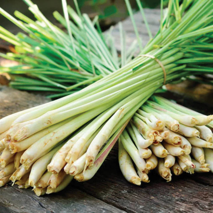 Lemongrass MIgardener Seed