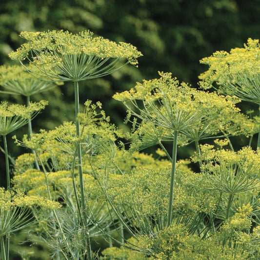 Dill Bouquet MIgardener Seed