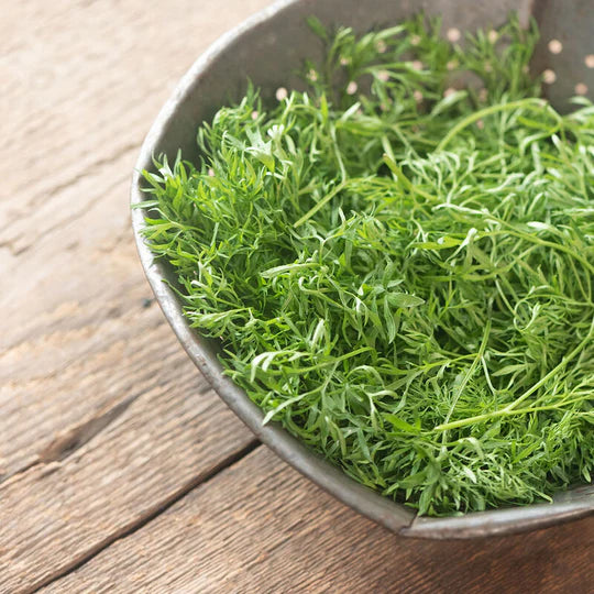 Cilantro Confetti MIgardener Seed