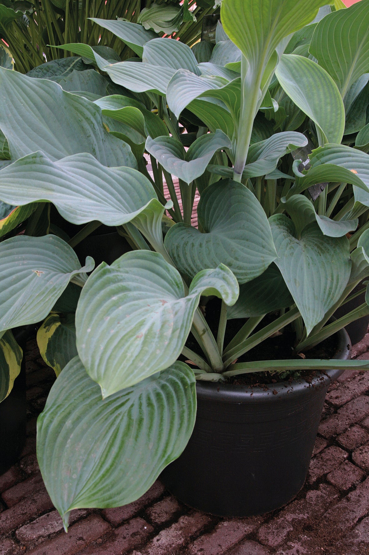 Hosta Krossa Regal 1 Gallon