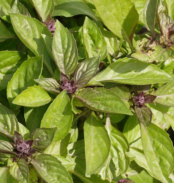 Basil Siam Queen WCS Seeds