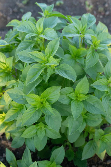 Basil Helios Lemon WCS Seeds