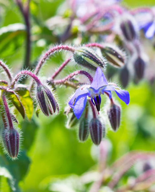 Borage WCS Seeds