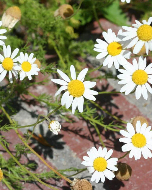 Chamomile German Organic WCS Seeds