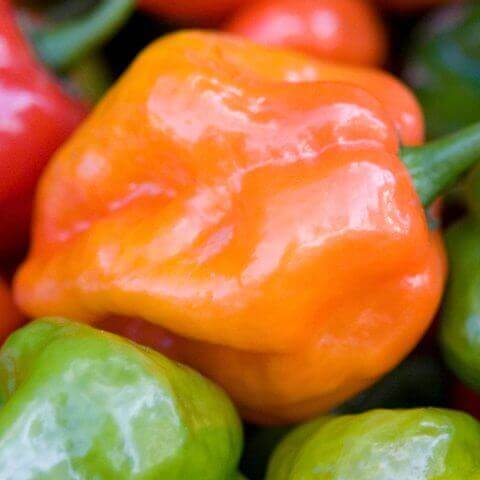 Pepper Habanero Orange Hot OSC Seed