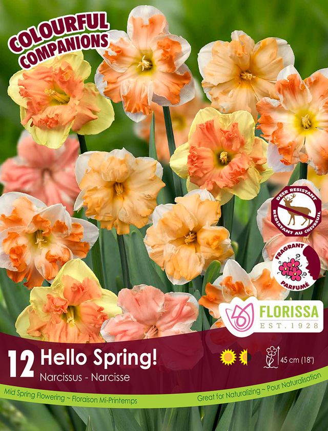 Hello Spring Companion Bulbs 12 pk