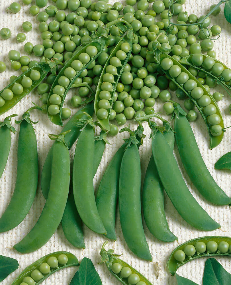 Peas Homesteader or Lincoln Jumbo Pack OSC Seed