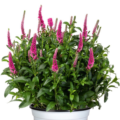 Veronica Candela Hot Pink Speedwell 1G
