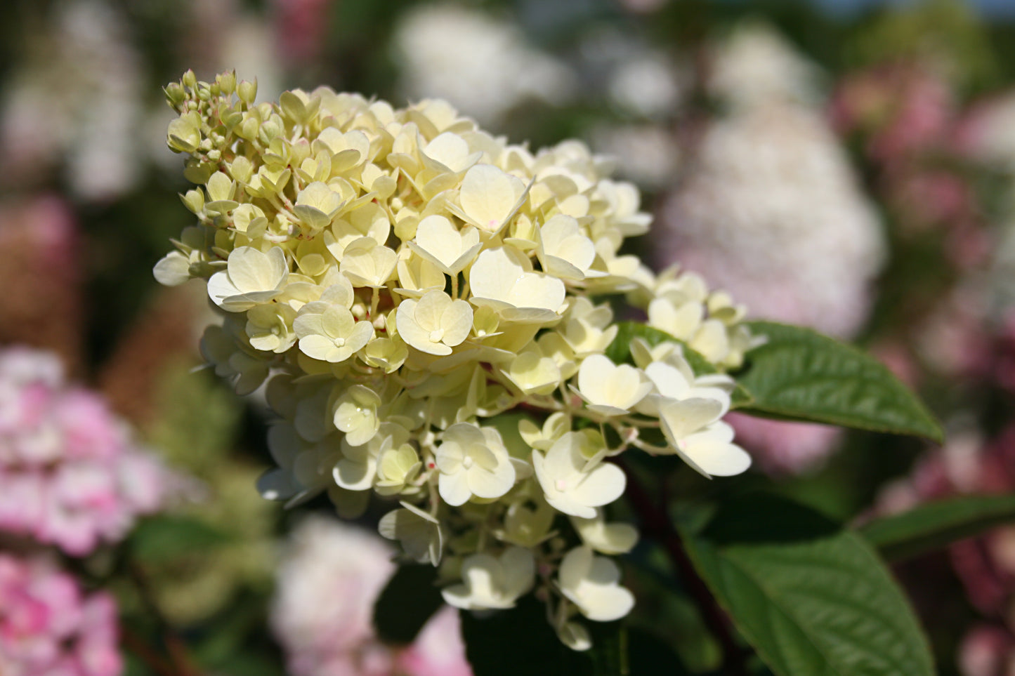 Hydrangea Strawberry Sundae 2G