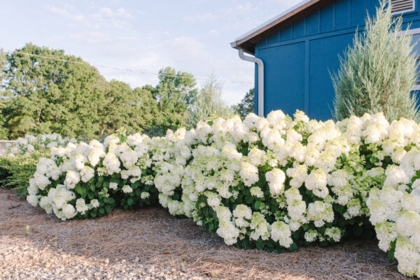 Hydrangea Little Hottie 2G