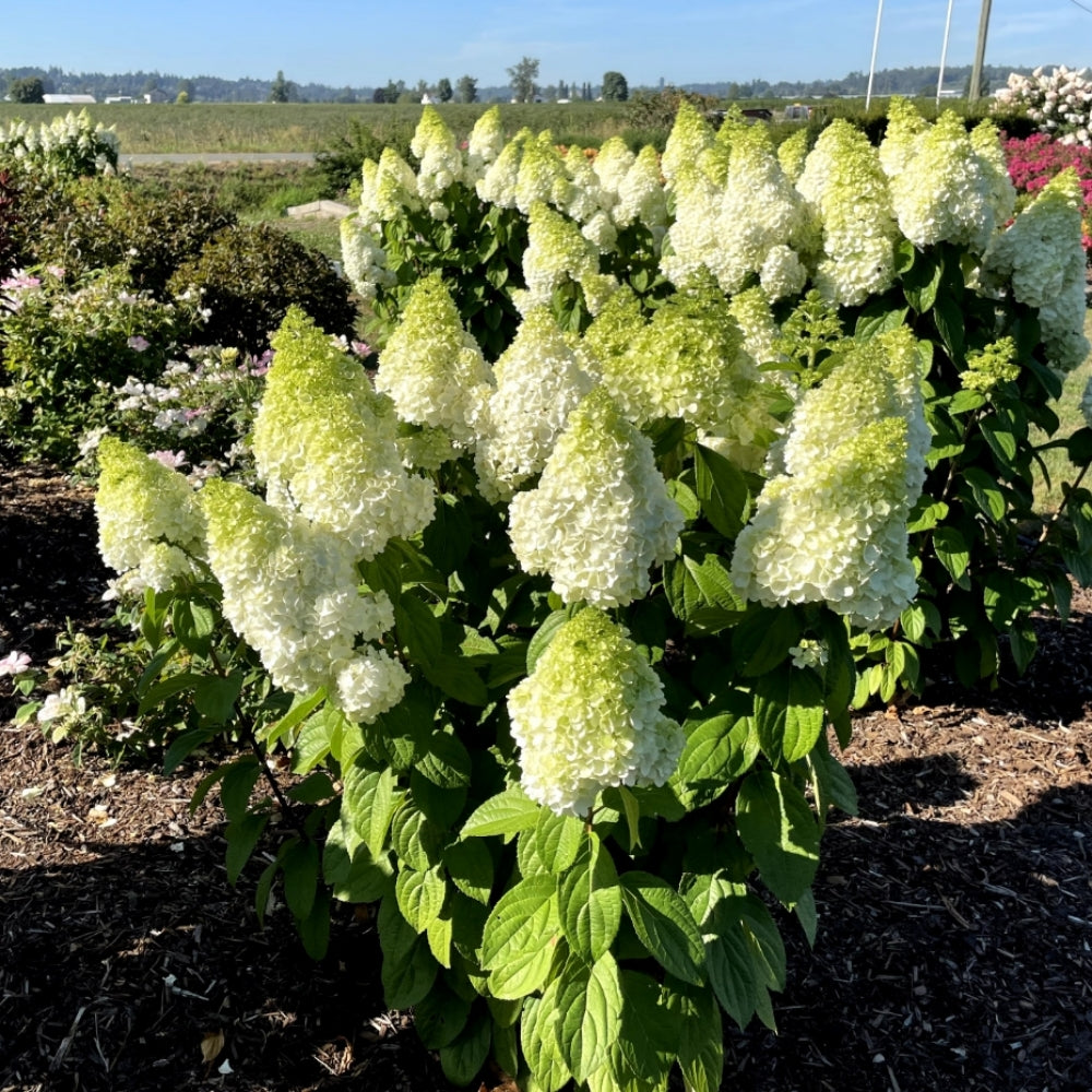 Hydrangea Moonrock 2G